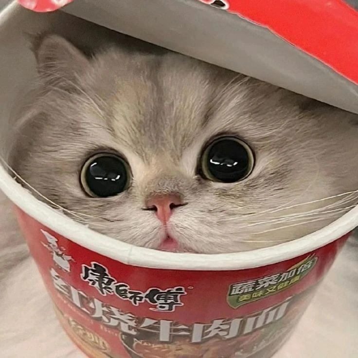 Котик 1