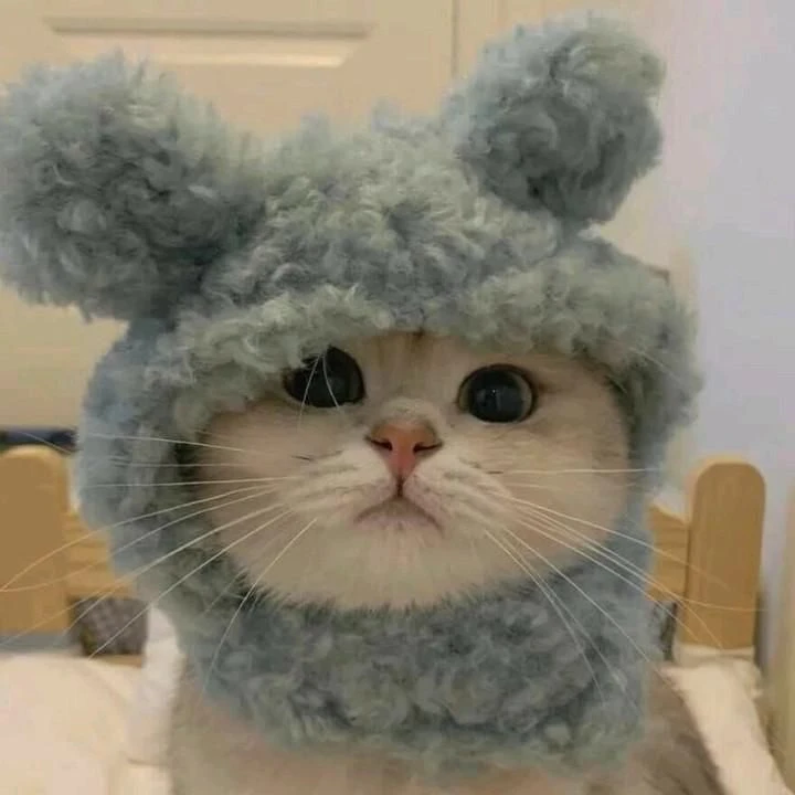 Котик 2