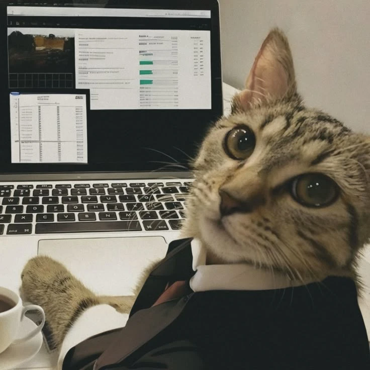 Котик 4