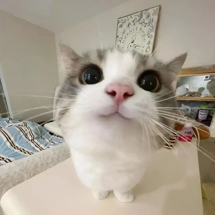 Котик 5